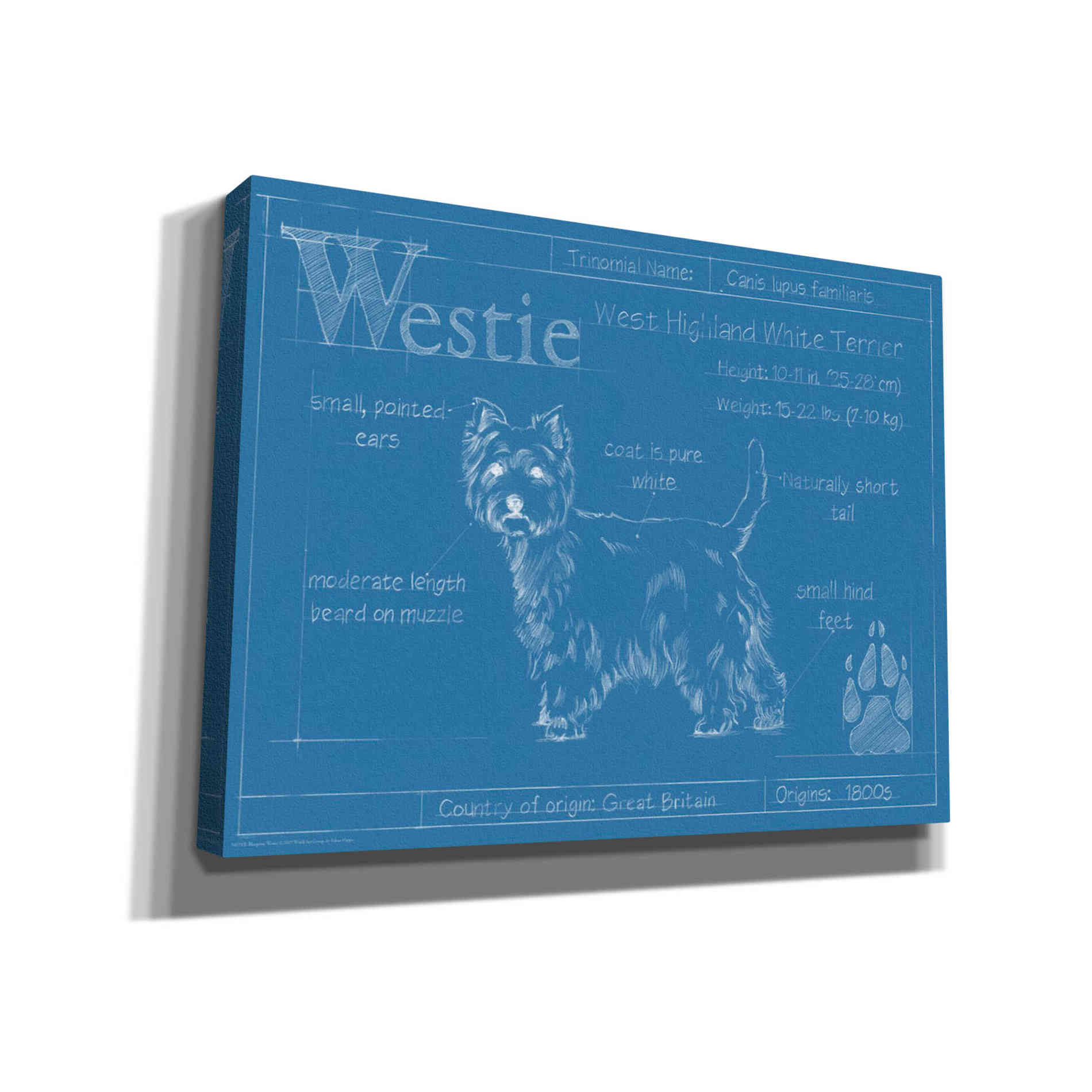 'Blueprint Westie' by Ethan Harper Canvas Wall Art,Size B Landscape