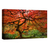 'Japanese Maple' by Jesse Estes, Canvas Wall Art
