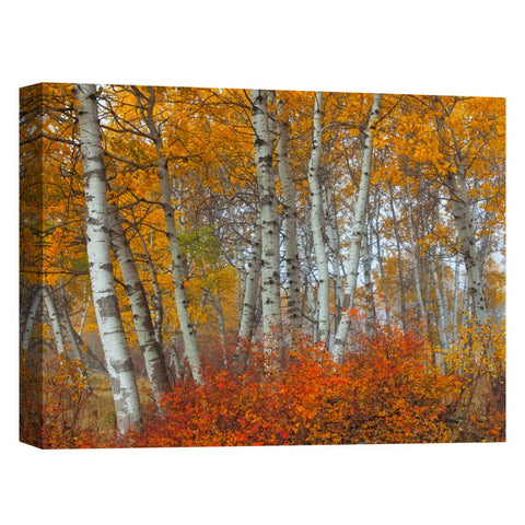 Image of 'Morning Aspens' by Jesse Estes, Canvas Wall Art
