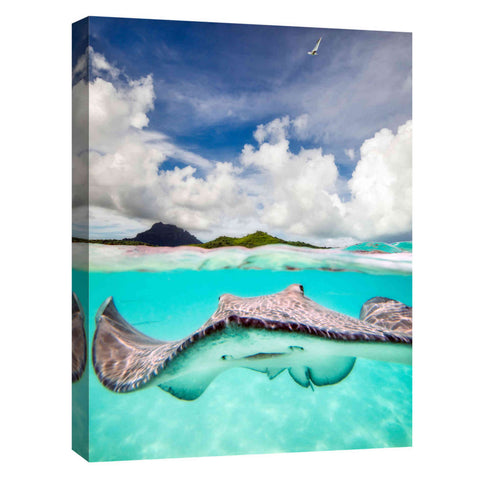 Image of 'Stingray' by Jesse Estes, Canvas Wall Art