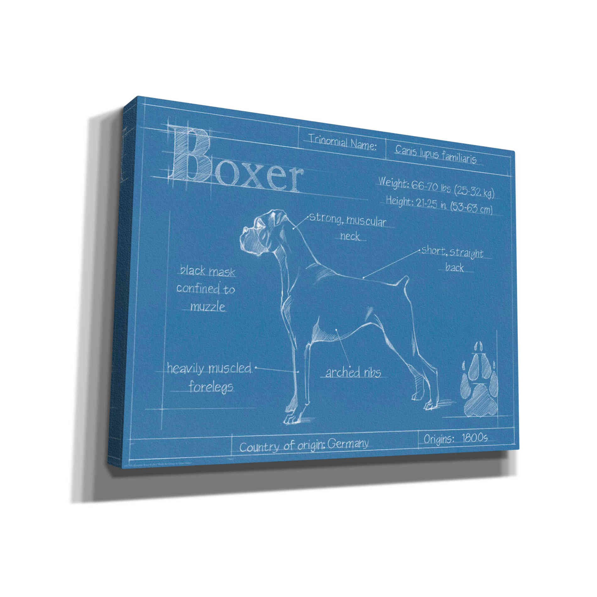 'Blueprint Boxer' by Ethan Harper Canvas Wall Art,Size B Landscape