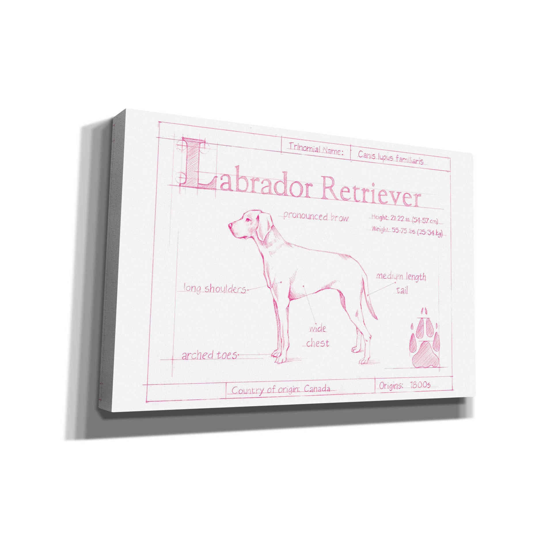 'Blueprint Labrador Retriever in Pink' by Ethan Harper Canvas Wall Art,Size A Landscape