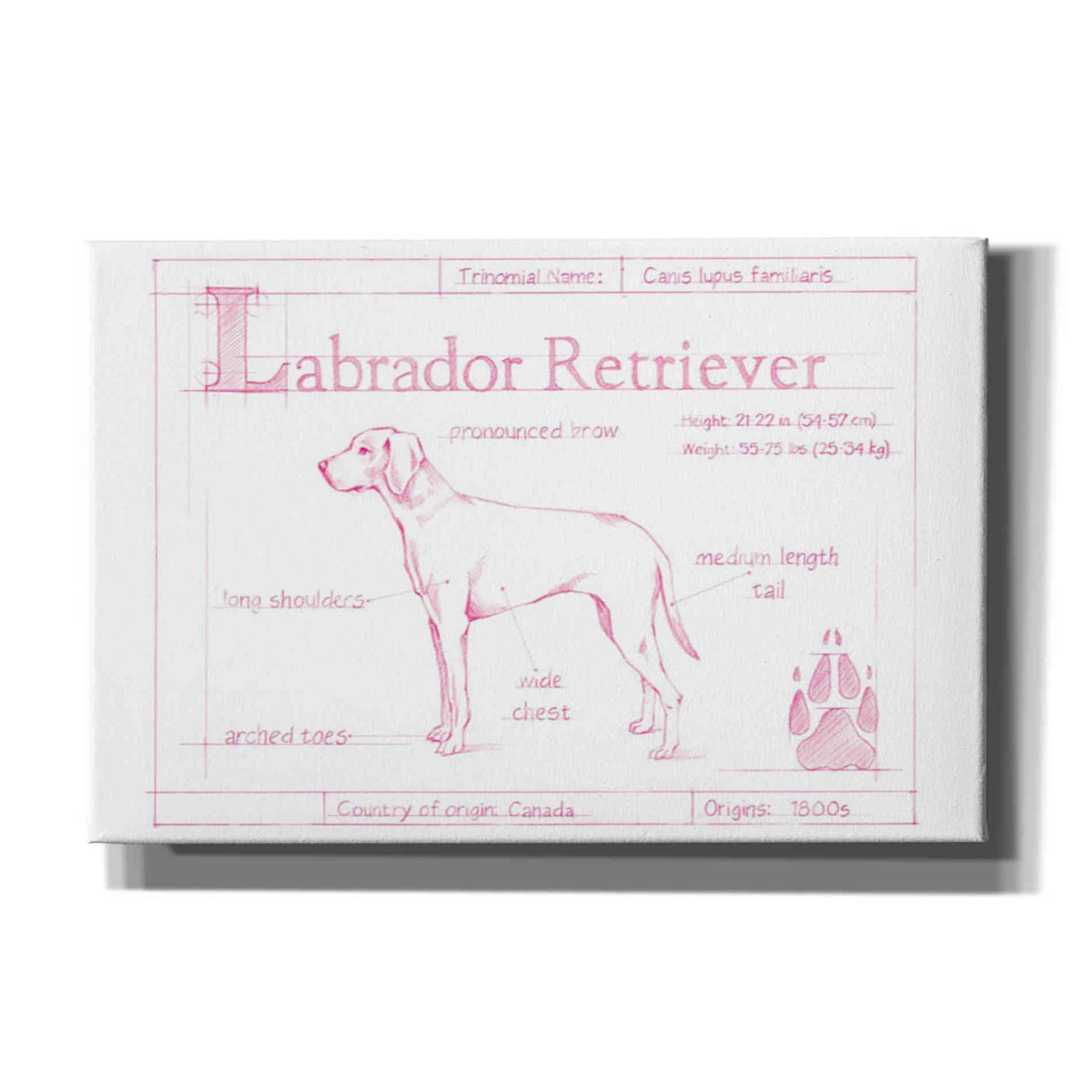 'Blueprint Labrador Retriever in Pink' by Ethan Harper Canvas Wall Art,Size A Landscape