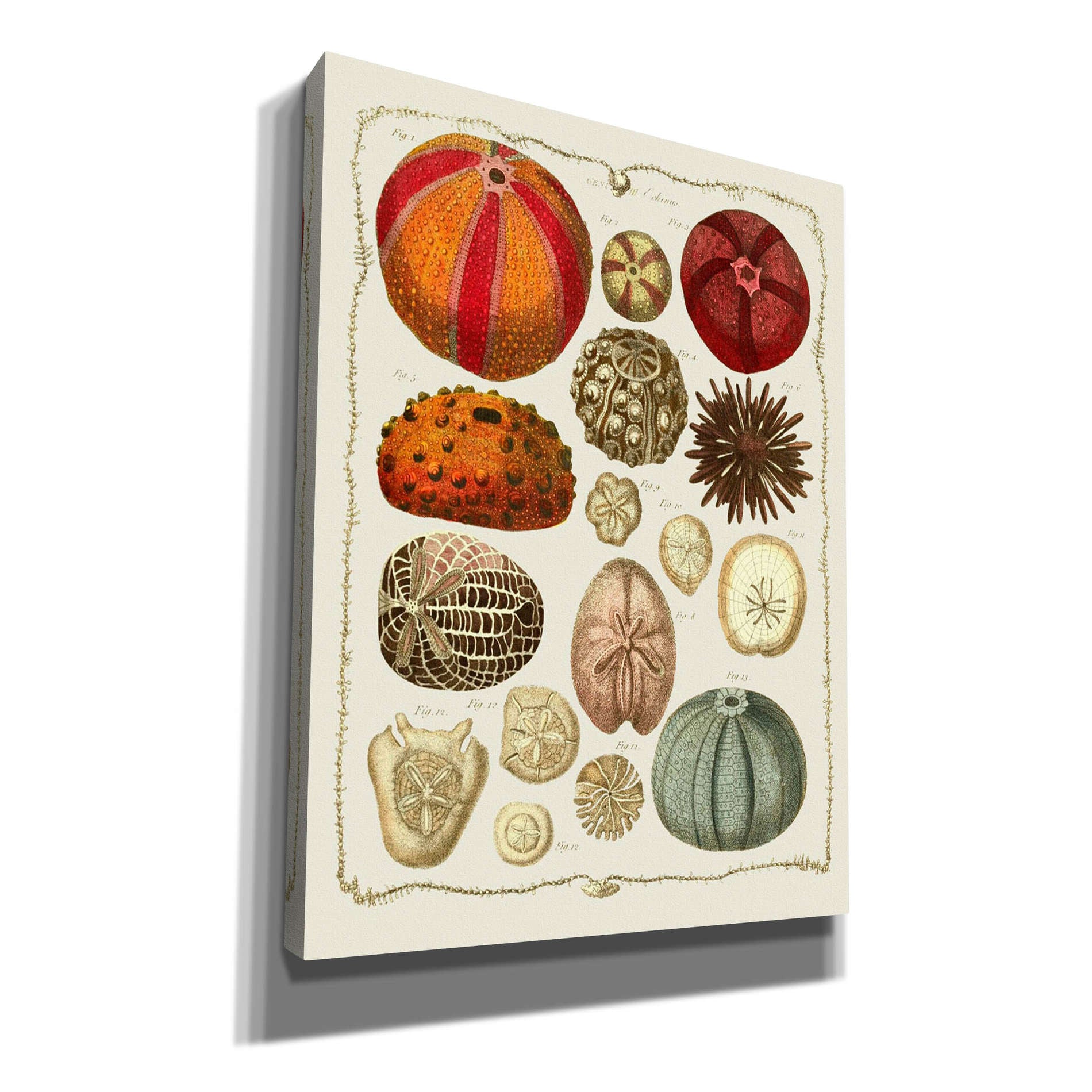 'Starfish and Sea Urchins b,' by Fab Funky, Giclee Canvas Wall Art