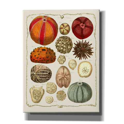 Image of 'Starfish and Sea Urchins b,' by Fab Funky, Giclee Canvas Wall Art