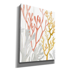 'Desert Coral I' by Grace Popp Canvas Wall Art