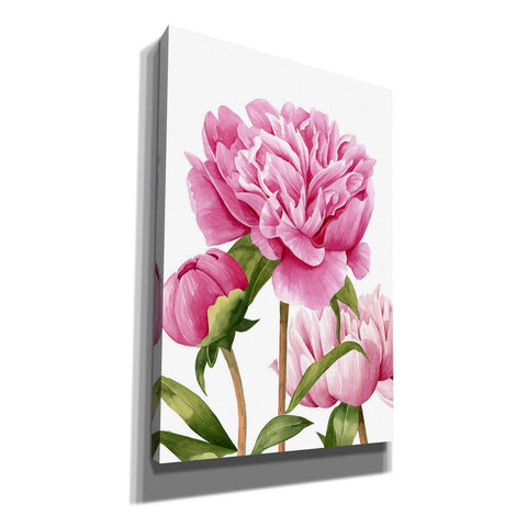 Image of 'Winsome Peonies II' by Grace Popp Canvas Wall Art