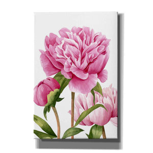 'Winsome Peonies II' by Grace Popp Canvas Wall Art