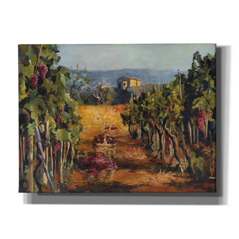 'Rhone Valley Vineyard' by Marilyn Hageman, Canvas Wall Art