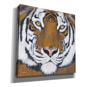 'Tiger Gaze' by Britt Hallowell, Canvas Wall Art,Size 1 Square