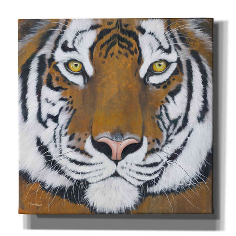 Image of 'Tiger Gaze' by Britt Hallowell, Canvas Wall Art,Size 1 Square