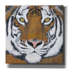 'Tiger Gaze' by Britt Hallowell, Canvas Wall Art,Size 1 Square