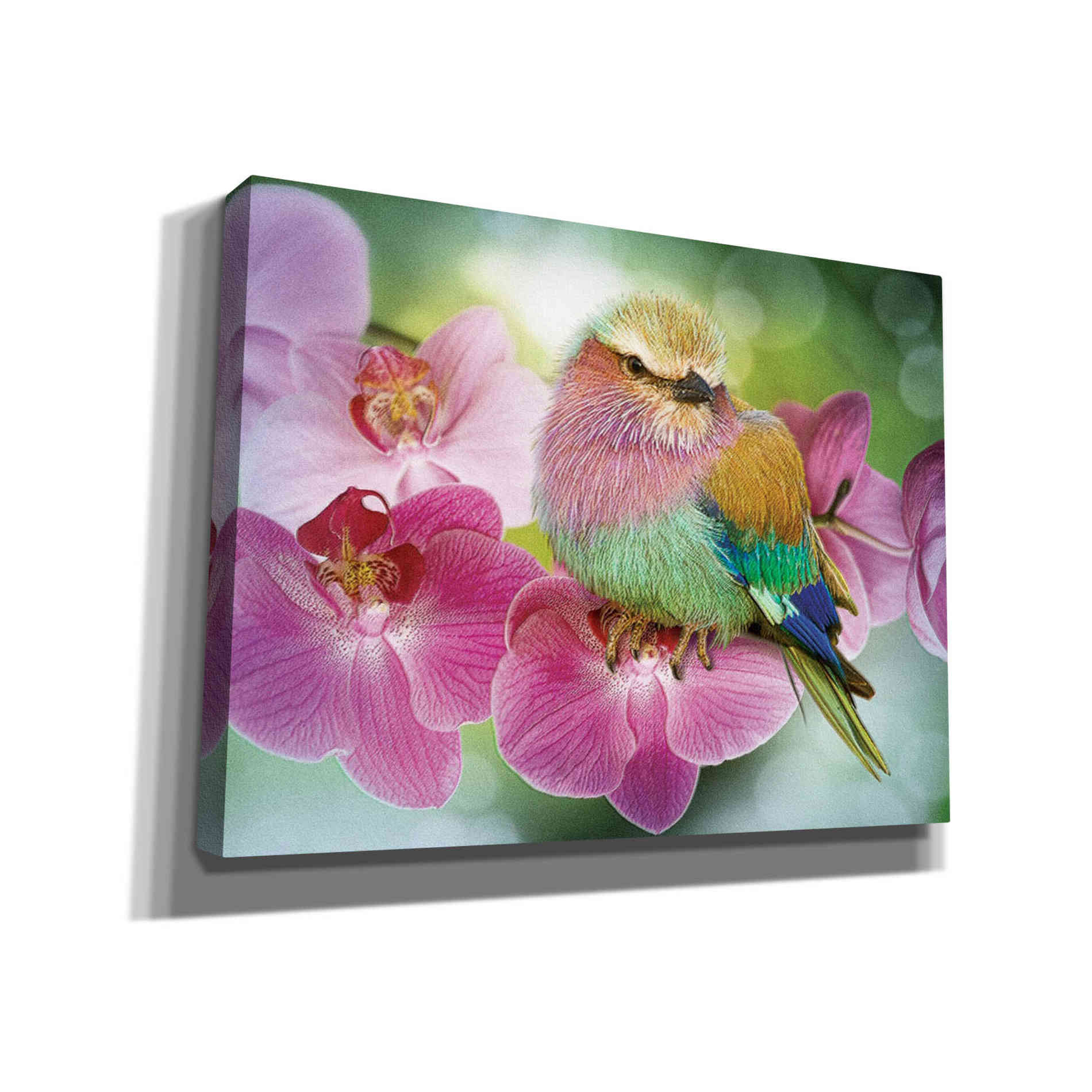 'Pretty Boy' by Steve Hunziker, Canvas Wall Art