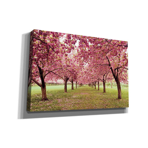 Image of 'Hall of Cherries' by Katherine Gendreau, Giclee Canvas Wall Art