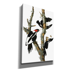 'Ivory-billed Woodpecker' by John James Audubon Canvas Wall Art