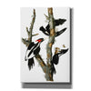 'Ivory-billed Woodpecker' by John James Audubon Canvas Wall Art