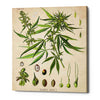 'Cannabis Sativa' by Walther Otto Muller, Canvas Wall Art