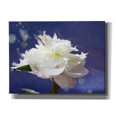 Image of 'White Peony-Scents of Heaven' by Irena Orlov, Canvas Wall Art