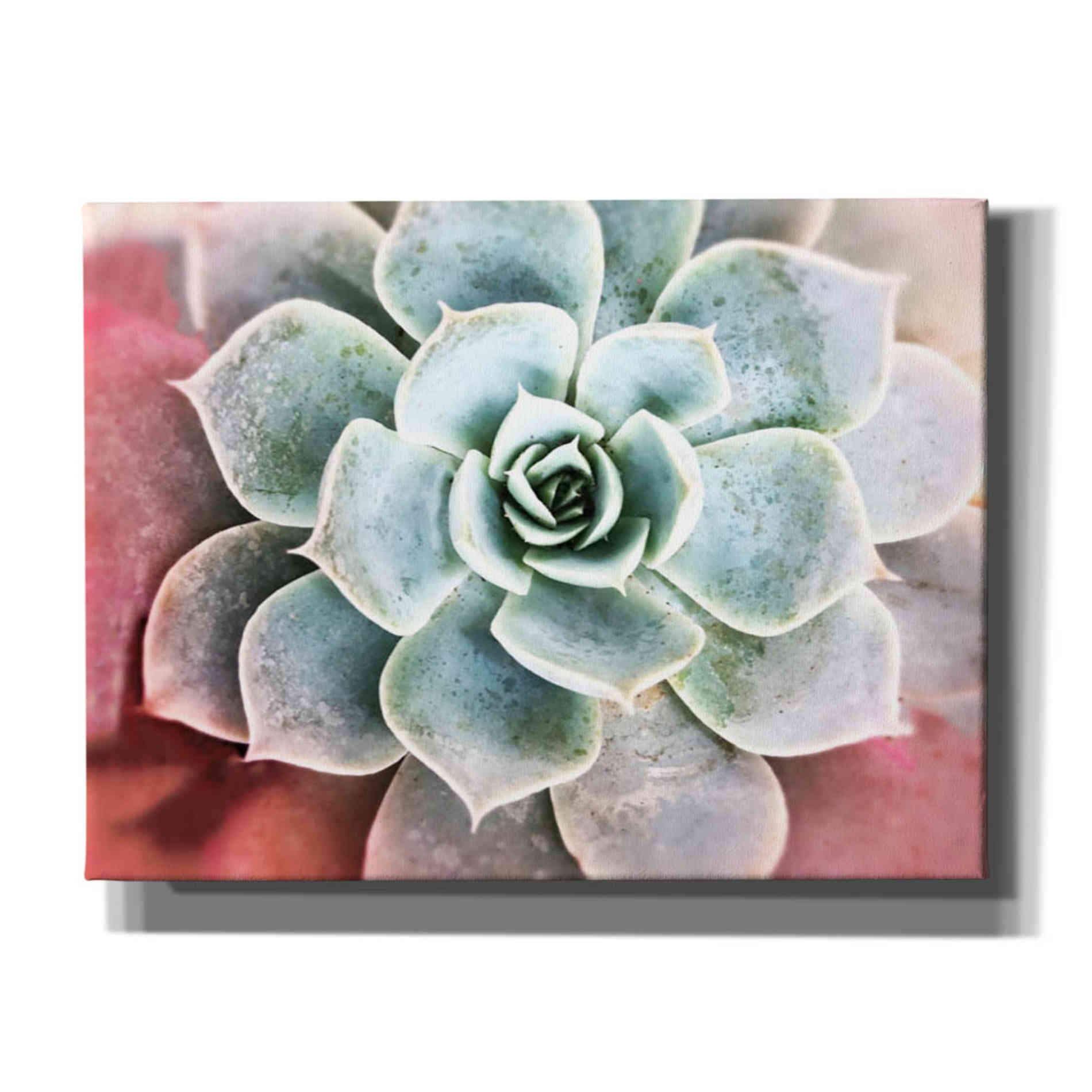 'Succulent Garden' by Irena Orlov, Canvas Wall Art