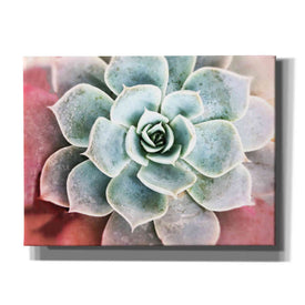 'Succulent Garden' by Irena Orlov, Canvas Wall Art