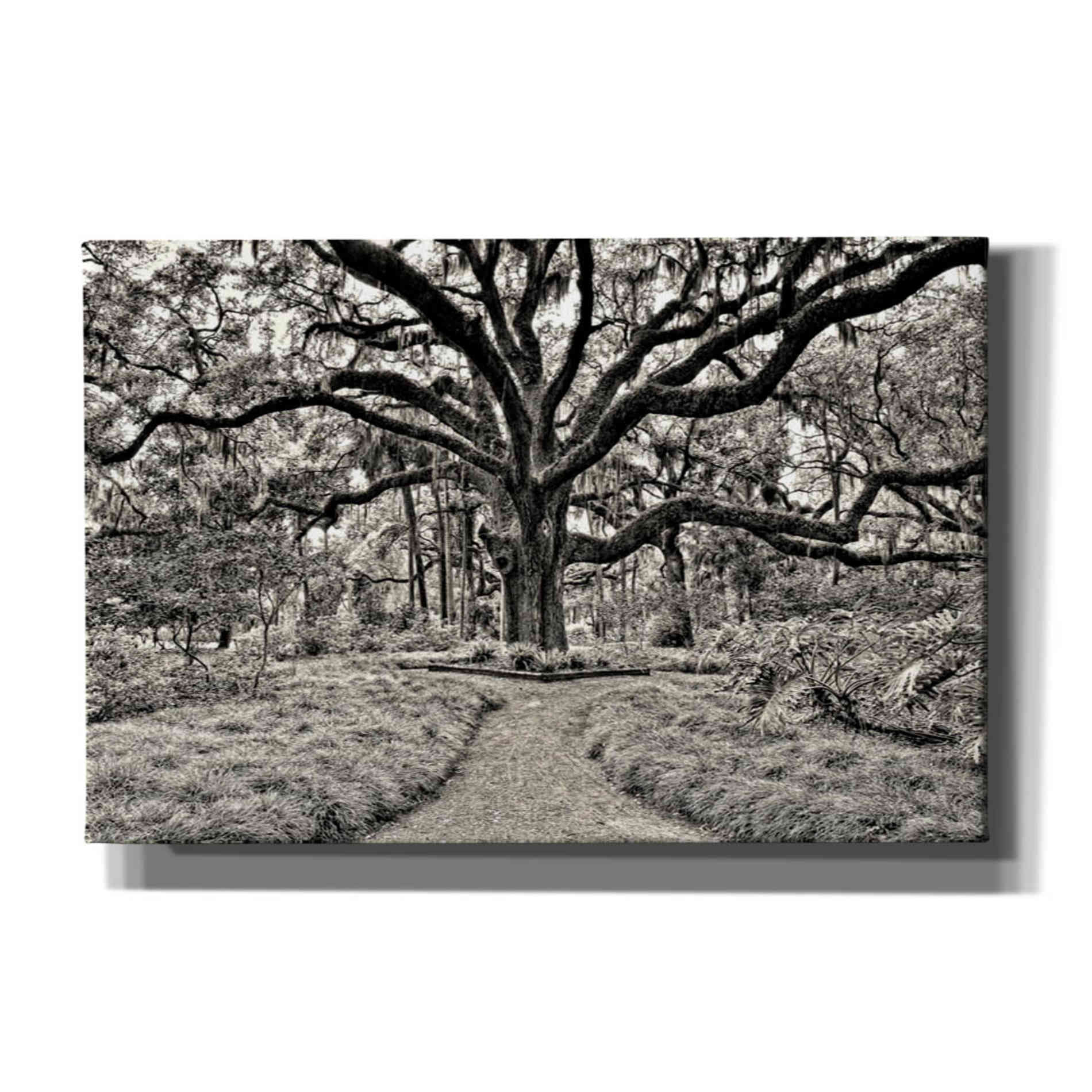 'Florida Tree' by PH  Burchett Giclee Canvas Wall Art