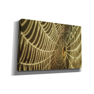 'The Spider and Her Jewels' by Martin Podt, Canvas Wall Art,Size A Landscape