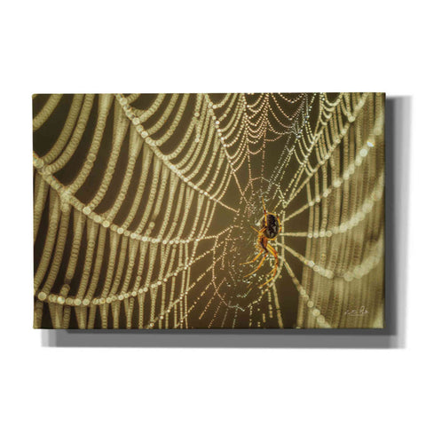 Image of 'The Spider and Her Jewels' by Martin Podt, Canvas Wall Art,Size A Landscape