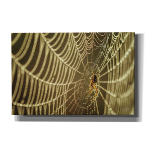 'The Spider and Her Jewels' by Martin Podt, Canvas Wall Art,Size A Landscape