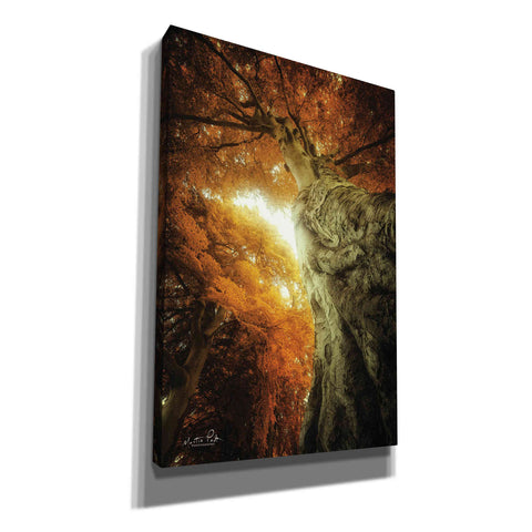 Image of 'Look Up Autumn' by Martin Podt, Canvas Wall Art,Size A Portrait
