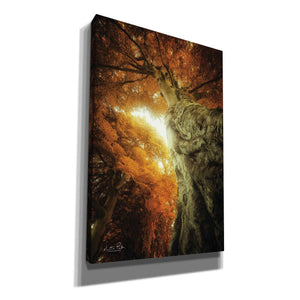 'Look Up Autumn' by Martin Podt, Canvas Wall Art,Size A Portrait