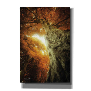 'Look Up Autumn' by Martin Podt, Canvas Wall Art,Size A Portrait