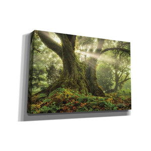 'One-Two Tree' by Martin Podt, Canvas Wall Art,Size A Landscape