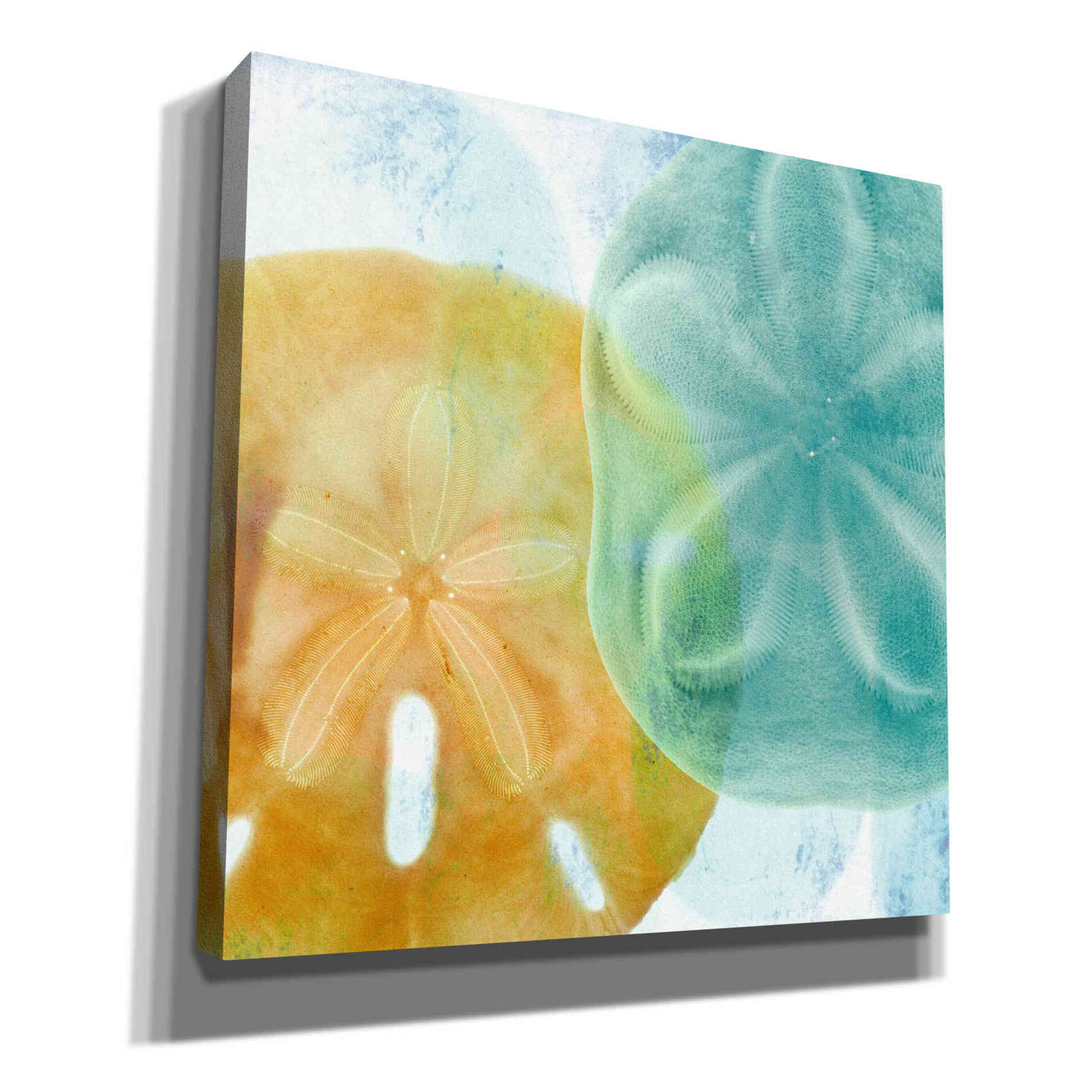 'Luminous Seashells' by Elena Ray Canvas Wall Art