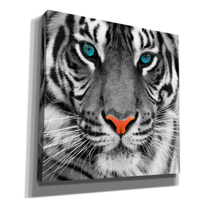 'Thrill of the Tiger' Canvas Wall Art,Size 1 Square