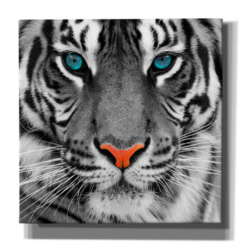 Image of 'Thrill of the Tiger' Canvas Wall Art,Size 1 Square