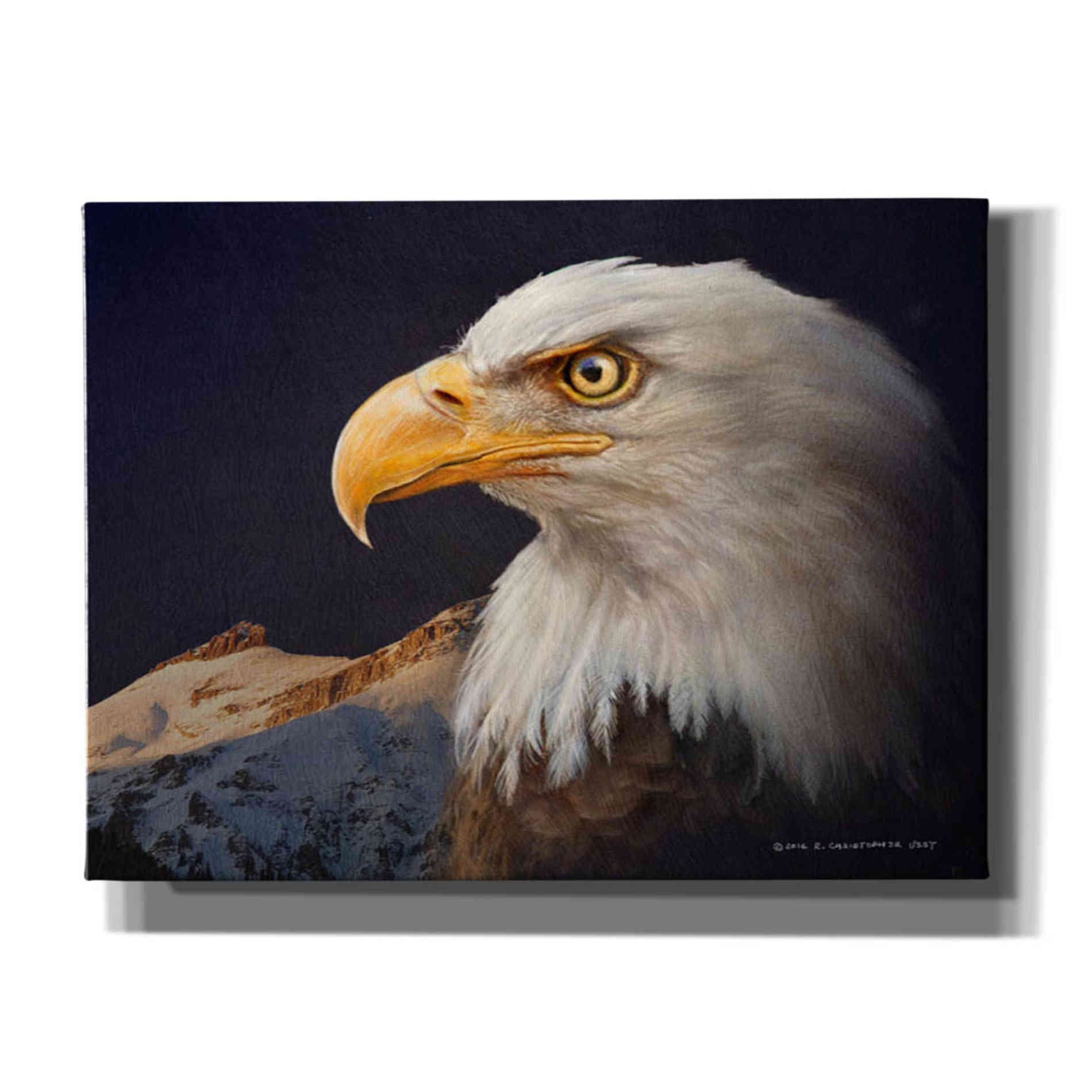 'Bald Eagle Study' by Chris Vest, Giclee Canvas Wall Art