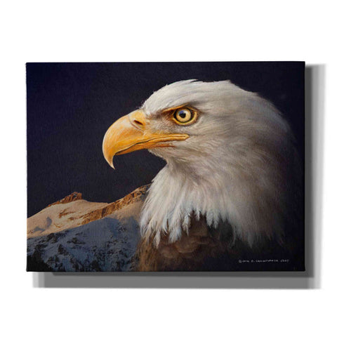 Image of 'Bald Eagle Study' by Chris Vest, Giclee Canvas Wall Art