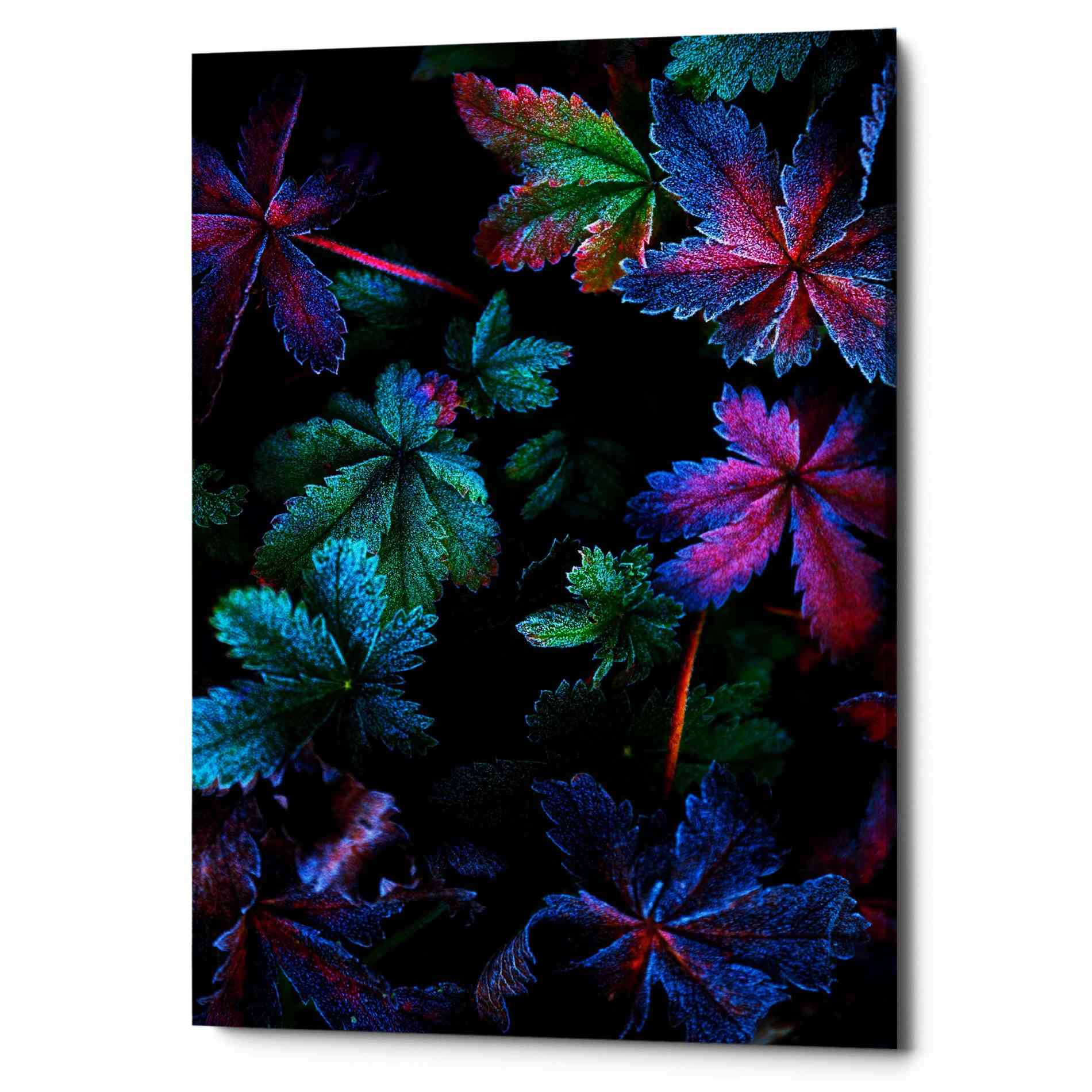 'Frosty Fall' by Darren White, Canvas Wall Art