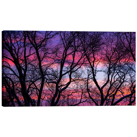 Image of 'Sunrise in the Trees' by Darren White, Canvas Wall Art