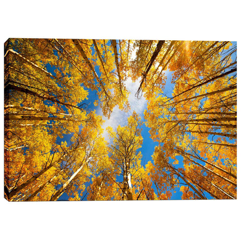 Image of 'Towering Aspens' by Darren White, Canvas Wall Art