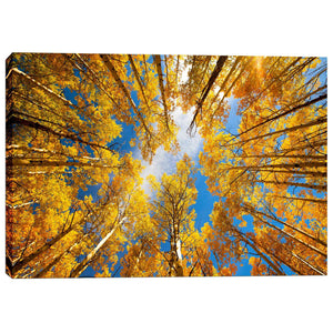 'Towering Aspens' by Darren White, Canvas Wall Art