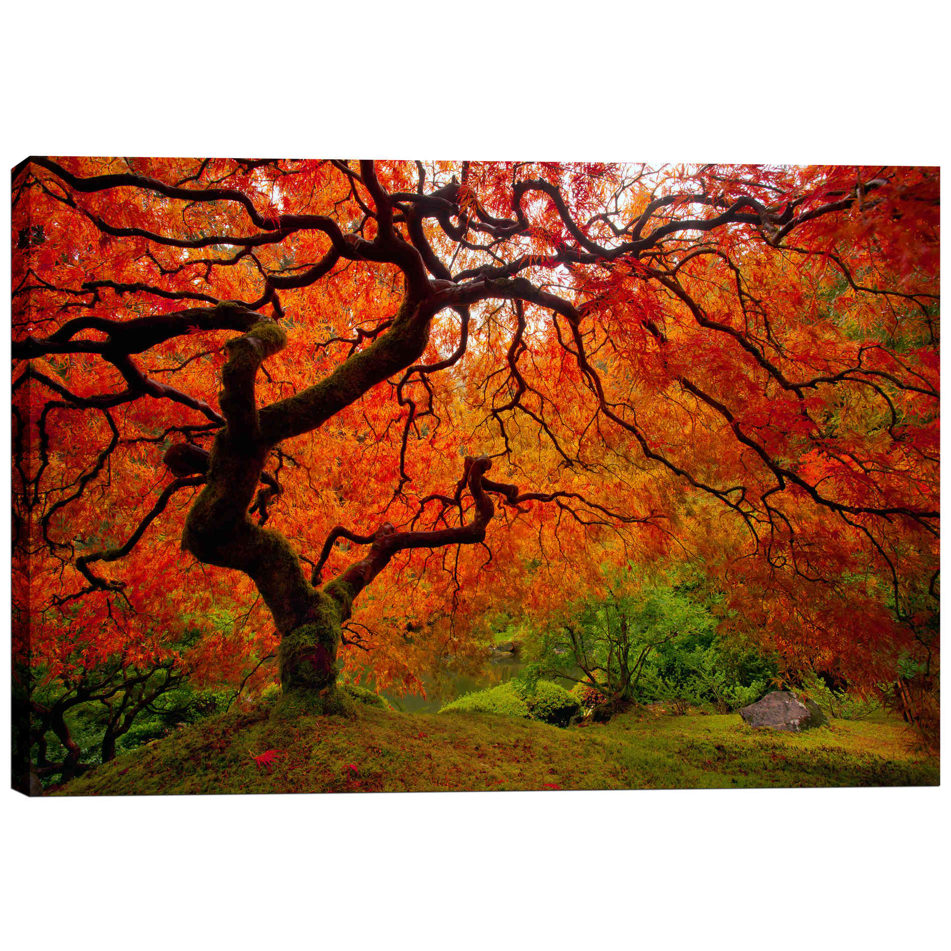 'Tree Fire' by Darren White, Canvas Wall Art