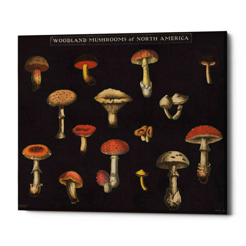 Image of 'Mushroom Chart I' by Wild Apple Portfolio, Canvas Wall Art