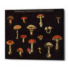 'Mushroom Chart I' by Wild Apple Portfolio, Canvas Wall Art