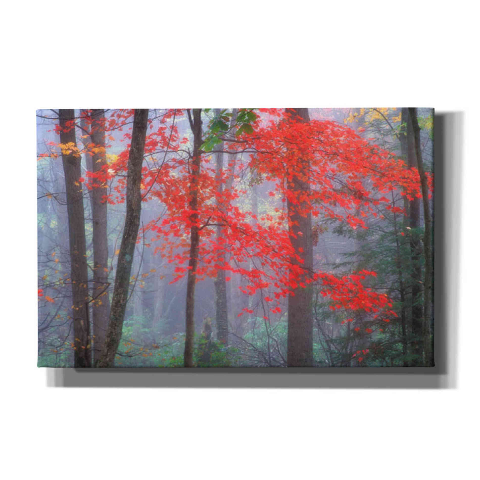 'Splash of Red' by Patrick Zephyr, Canvas Wall Art,Size A Landscape