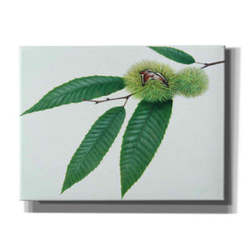 'Chestnut' by Zigen Tanabe, Giclee Canvas Wall Art
