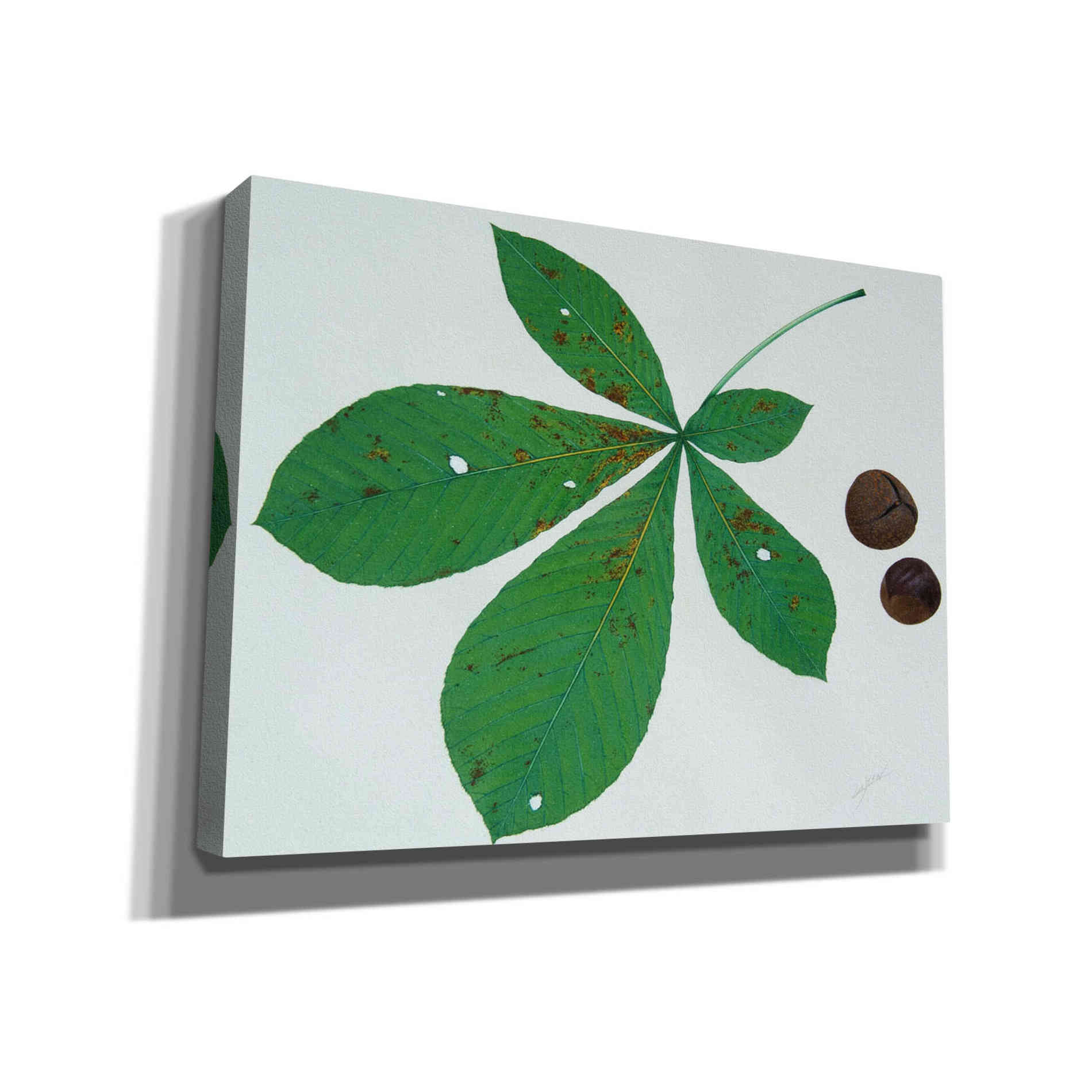 'Horse Chestnut' by Zigen Tanabe, Giclee Canvas Wall Art