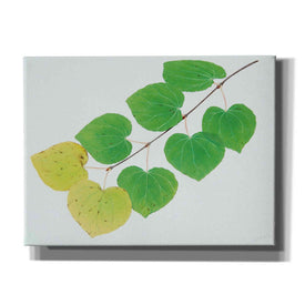 'Katura' by Zigen Tanabe, Giclee Canvas Wall Art